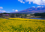 �g�}�� �A���t�@���]�[�g�芥~���B���b�W�A���t�@
