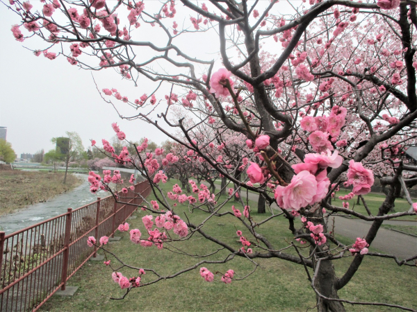 １階デイナイトケア『桜と梅が開花、発寒河畔公園散策』