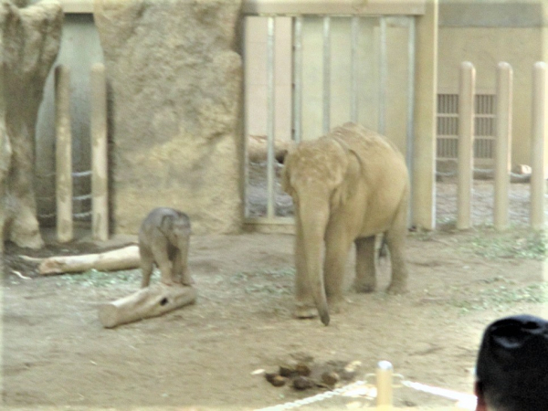 １階デイナイトケア『デイケア　動物園レク』