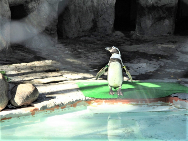 １階デイナイトケア『デイケア　動物園レク』