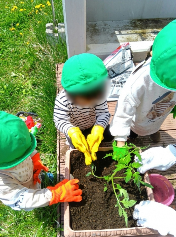 どんぐり保育室☆苗植え・ひまわり種植え☆