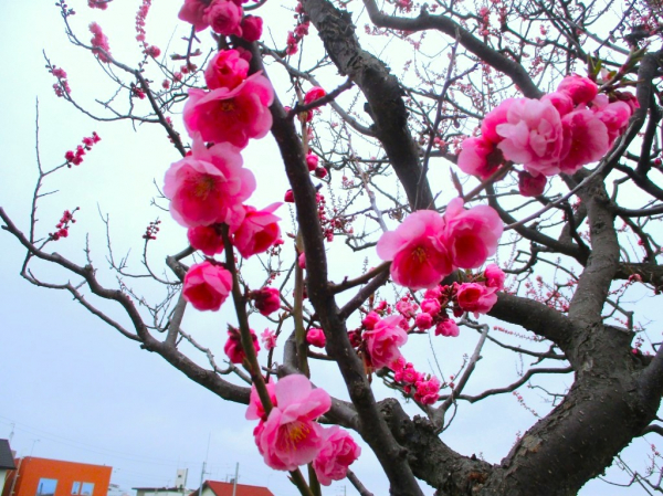 １階デイナイトケア『ナイトケア：春の河川敷散歩～桜・梅』